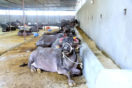 swapna Purti Dairy